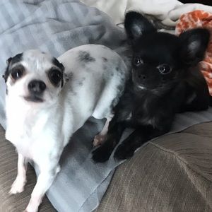 Meet your Posher, Kira